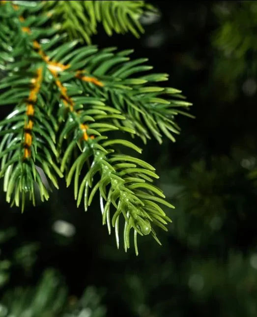 Albero con Led e Tronco "BORMIDA" 270 CM