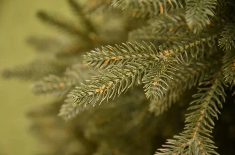 Albero "ABRAHAM" 180 CM